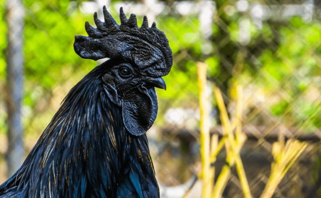 Kogut rasy ayam cemani ma zupełnie czarny dziób, grzebień i upierzenie.