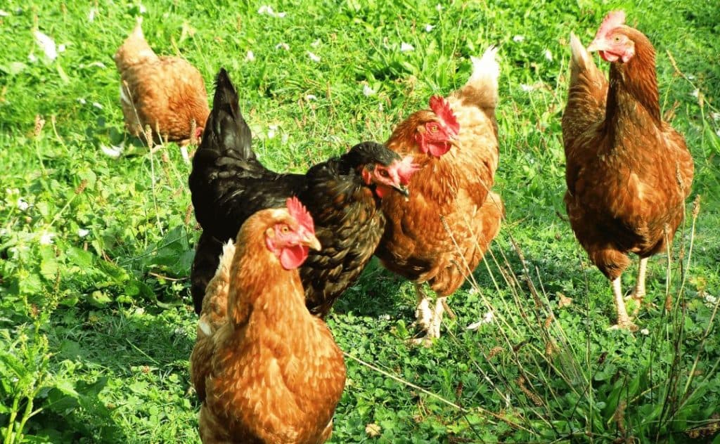 Stado kur na trawie
