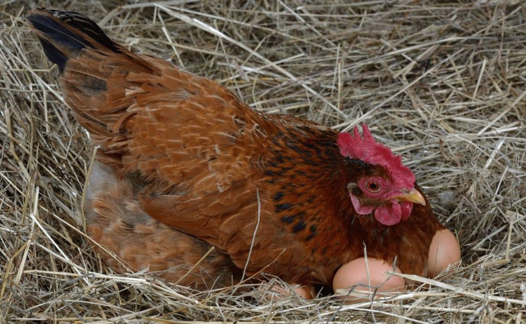Kwoka wysiaduje jajka w gnieździe ze słomy. Kury to troskliwe mamy.