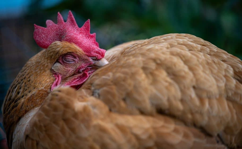 Kura śpi smacznie z dziobem wetkniętym między pióra.