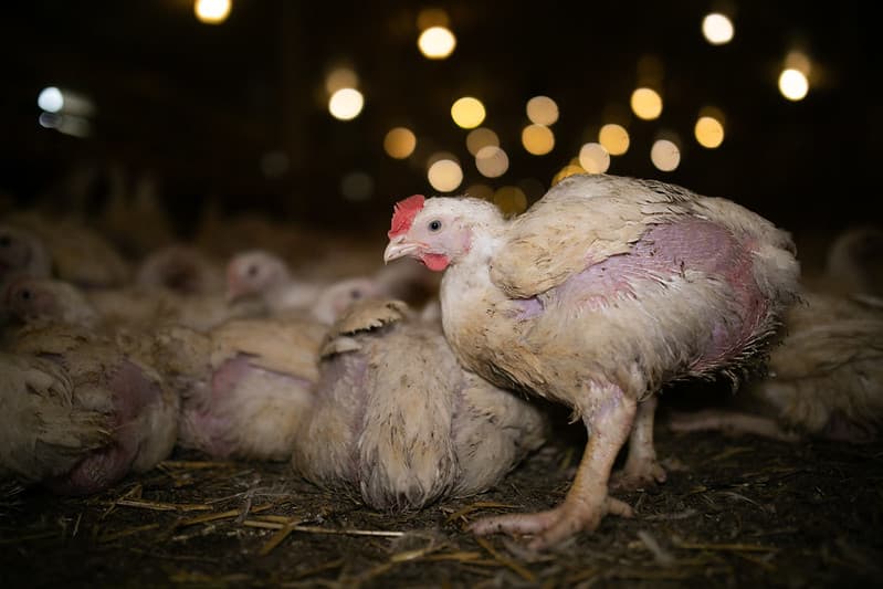 Kurczak hodowany na mięso na fermie przemysłowej