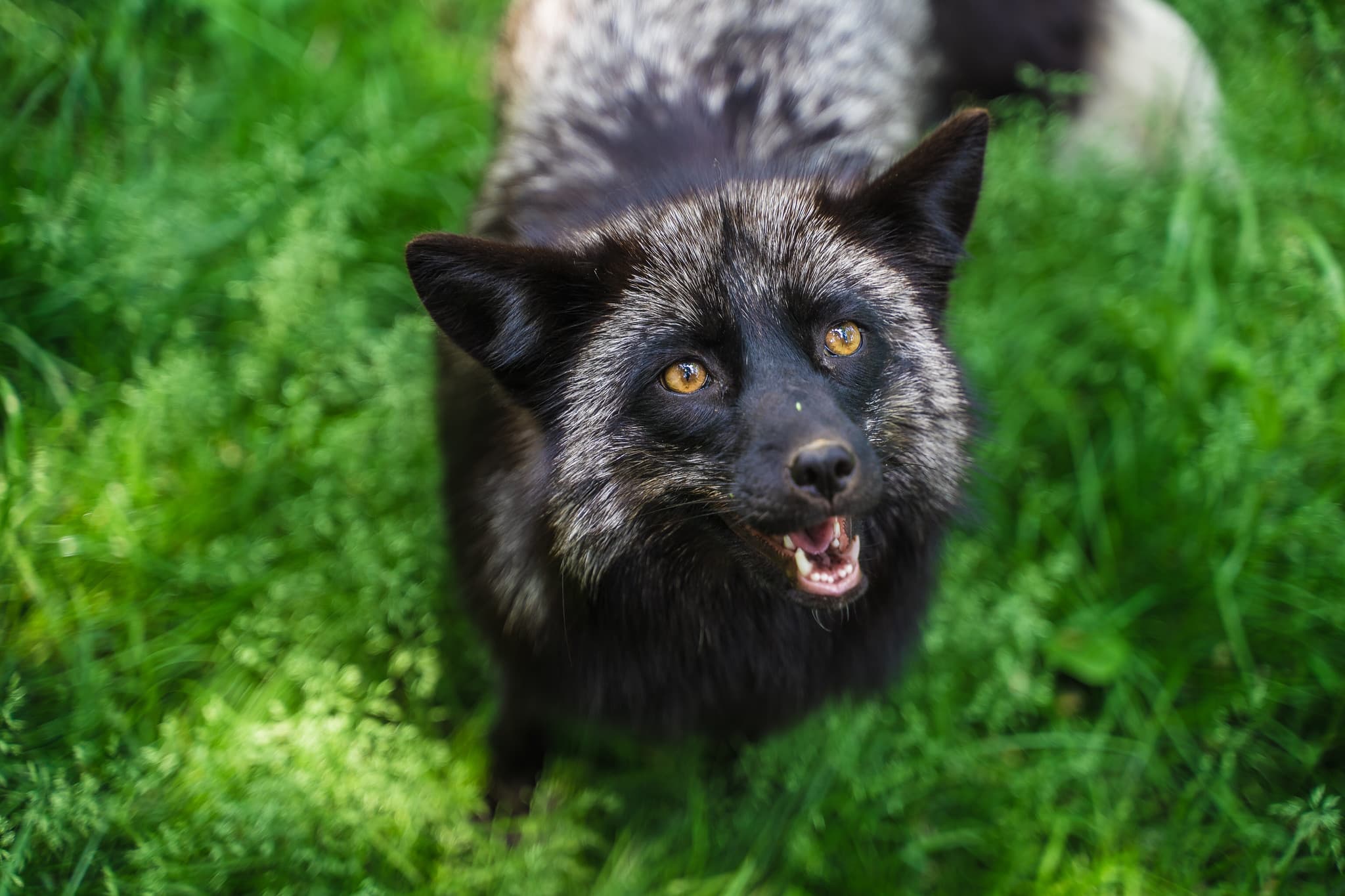 Czarny lis uratowany z fermy futrzarskiej, stojący na trawie