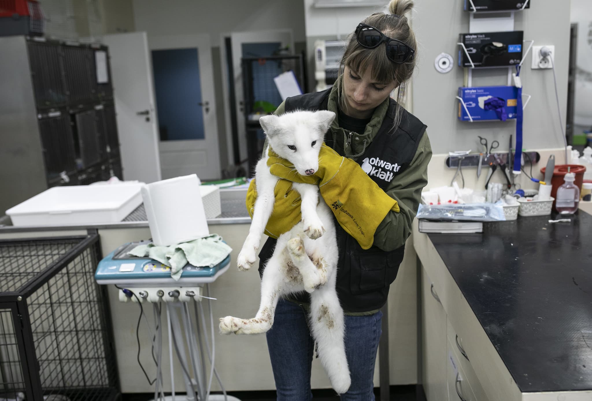 Kobieta w gabinecie weterynaryjnym, w kamizelce i żółtych rękawicach trzymająca białego liska