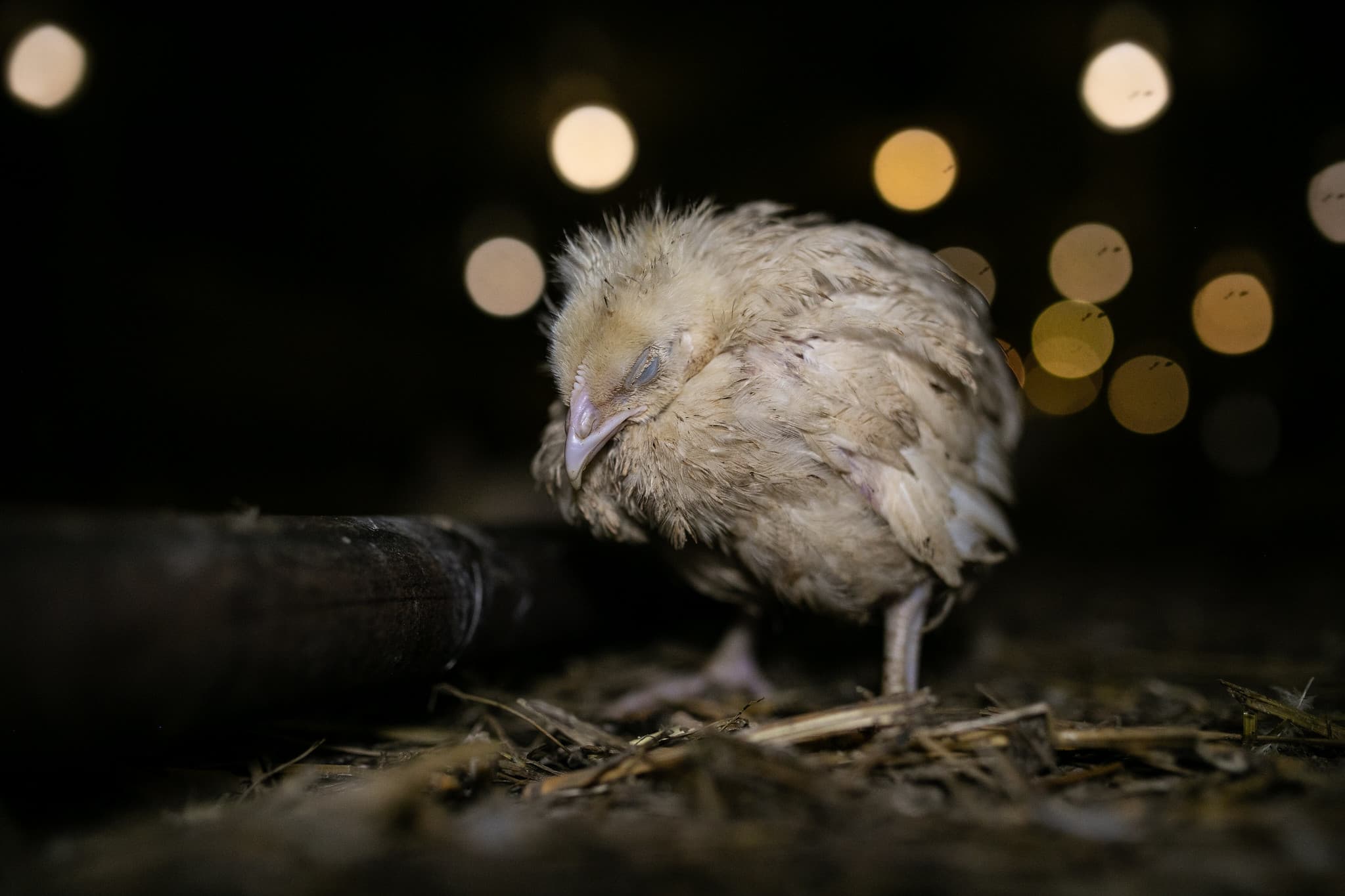 Młody kurczak na fermie