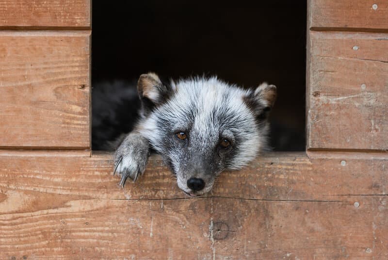 uratowany lis z fermy w drewnianym domku