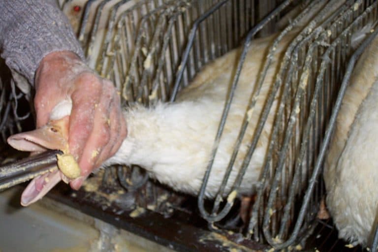 Pracownik fermy trzyma gęś za głowę i wciska jej do gardła rurkę do karmienia – żeby otrzymać foie gras, czyli stłuszczoną wątrobę, ptaki muszą być karmione na siłę.